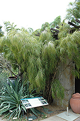 Mexican Weeping Bamboo (Otatea acuminata 'Aztecorum') at A Very Successful Garden Center