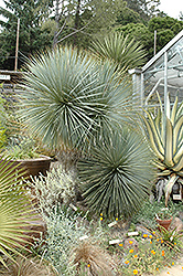 Blue Yucca (Yucca rigida) at A Very Successful Garden Center