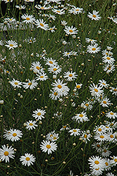 Marguerite Daisy (Argyranthemum gracile) at A Very Successful Garden Center