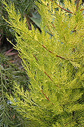 Aurea Monterey Cypress (Cupressus macrocarpa 'Aurea') at A Very Successful Garden Center