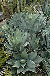 Parry's Agave (Agave parryi) at Lakeshore Garden Centres