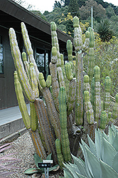 Huanuco Cactus (Trichocereus huanucoensis) at A Very Successful Garden Center