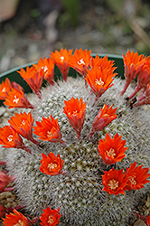 Red Crown Cactus (Rebutia minuscula) at A Very Successful Garden Center