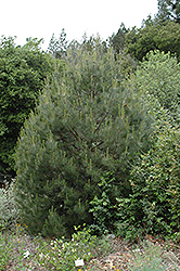 Knobcone Pine (Pinus attenuata) at A Very Successful Garden Center