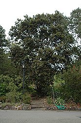 Netleaf Oak (Quercus rugosa) at A Very Successful Garden Center