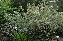 Del Norte Willow (Salix delnortensis) at Stonegate Gardens