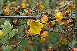 Butano Ridge California Flannel Bush (Fremontodendron californicum 'Butano Ridge') at Stonegate Gardens