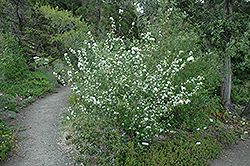Utah Serviceberry (Amelanchier utahensis) at Stonegate Gardens