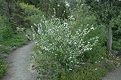 Utah Serviceberry (Amelanchier utahensis) at Lakeshore Garden Centres