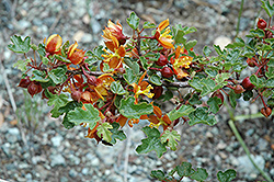 Dwarf Flannel Bush (Fremontodendron californicum 'var. decumbens') at A Very Successful Garden Center