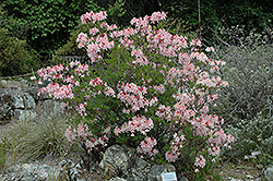 Western Azalea (Rhododendron occidentale) at A Very Successful Garden Center