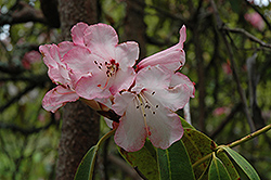 Roseum Fortune Rhododendron (Rhododendron fortunei 'Roseum') at Stonegate Gardens