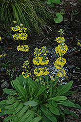 Prolifera Primrose (Primula prolifera) at A Very Successful Garden Center