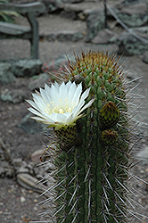 Chilean Cactus (Echinopsis chiloensis) at Stonegate Gardens