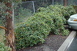 Eve Case Coffeeberry (Rhamnus californica 'Eve Case') at Lakeshore Garden Centres
