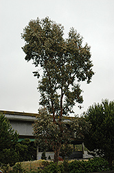 Narrow-Leaved Black Peppermint (Eucalyptus nicholii) at A Very Successful Garden Center