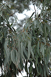 Tasmanian Blue Gum (Eucalyptus globulus) at Stonegate Gardens