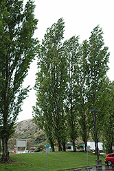 Lombardy Poplar (Populus nigra 'Italica') at A Very Successful Garden Center