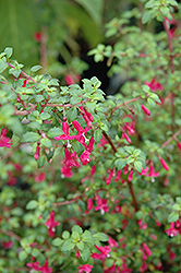 Thyme-Leaved Fuchsia (Fuchsia thymifolia) at Stonegate Gardens