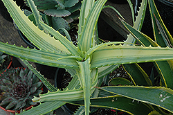 Variegated Candelabra Aloe (Aloe arborescens 'Variegata') at Stonegate Gardens