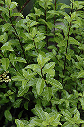 Kohuhu (Pittosporum tenuifolium) at A Very Successful Garden Center