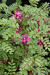 Himalayan Indigo (Indigofera heterantha) at A Very Successful Garden Center
