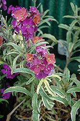 Variegated Wallflower (Erysimum linifolium 'Variegatum') at A Very Successful Garden Center