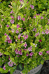 Itsy Bitsy Rose False Heather (Cuphea hyssopifolia 'MonTroy') at A Very Successful Garden Center