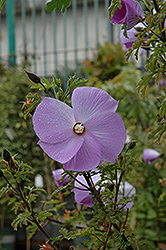 Santa Cruz Lilac Hibiscus (Alyogyne huegelii 'Santa Cruz') at Lakeshore Garden Centres
