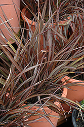 Cocolate Baby New Zealand Flax (Phormium 'Chocolate Baby') at Lakeshore Garden Centres