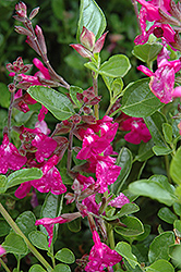 Orchid Glow Salvia (Salvia 'Orchid Glow') at A Very Successful Garden Center