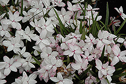 Picta Red Star (Rhodohypoxis baurii 'Picta') at A Very Successful Garden Center