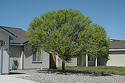 Navajo Willow (Salix matsudana 'Navajo') at A Very Successful Garden Center