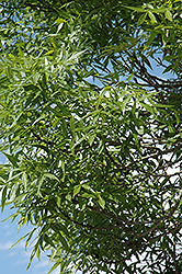 Raywood Ash (Fraxinus oxycarpa 'Raywood') at Stonegate Gardens
