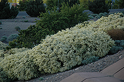 White Broom (Cytisus x praecox 'Albus') at A Very Successful Garden Center