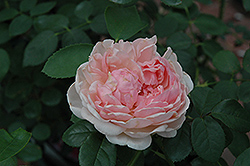 St. Swithun Rose (Rosa 'St. Swithun') at A Very Successful Garden Center
