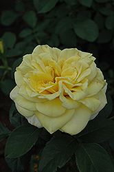 Aperitif Rose (Rosa 'Aperitif') at Stonegate Gardens