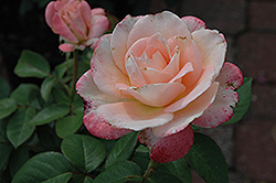 April In Paris Rose (Rosa 'April In Paris') at Stonegate Gardens