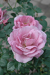 Enchanted Evening Rose (Rosa 'Enchanted Evening') at A Very Successful Garden Center