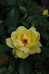 Lemon Meringue Rose (Rosa 'Lemon Meringue') at A Very Successful Garden Center