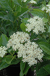 Brandywine Viburnum (Viburnum nudum 'Bulk') at Lakeshore Garden Centres