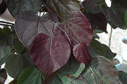 Burgundy Hearts Redbud (Cercis canadensis 'Greswan') at A Very Successful Garden Center