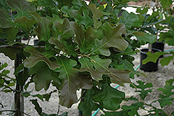 Post Oak (Quercus stellata) at Stonegate Gardens