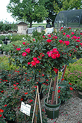 Knock Out Rose Tree (Rosa 'Radrazz') at A Very Successful Garden Center