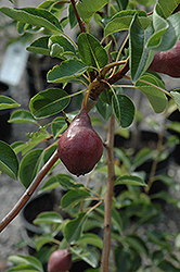 Max Red Bartlett Pear (Pyrus communis 'Max Red Bartlett') at A Very Successful Garden Center