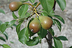 Moonglow Pear (Pyrus communis 'Moonglow') at Lakeshore Garden Centres