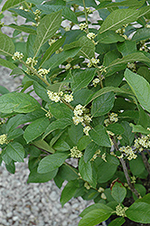 Southern Gentleman Winterberry (Ilex verticillata 'Southern Gentleman') at A Very Successful Garden Center