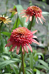 Irresistible Coneflower (Echinacea purpurea 'Irresistible') at A Very Successful Garden Center