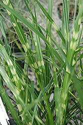 Porcupine Grass (Miscanthus sinensis 'Porcupine') at A Very Successful Garden Center