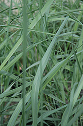 Dewey Blue Switch Grass (Panicum amarum 'Dewey Blue') at Stonegate Gardens
